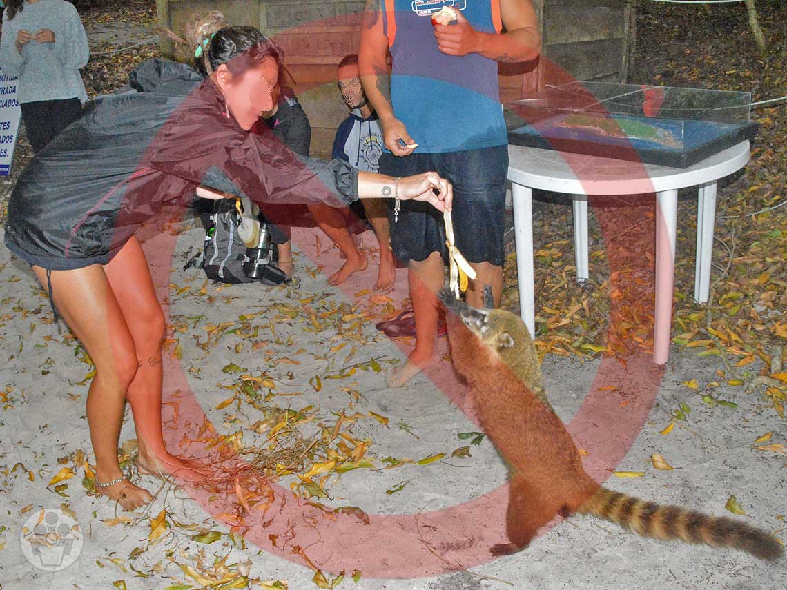 Proibido Alimentar os Quatis na Ilha do Campeche