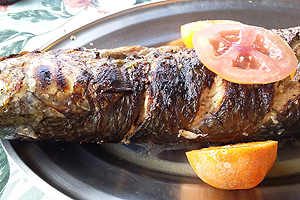 Onde Comer uma Boa Tainha em Florianópolis