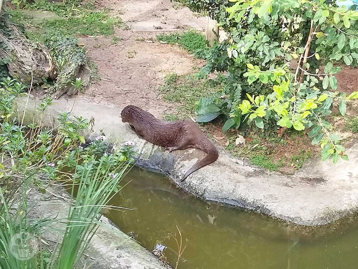 Projeto Lontras, Lagoa do Peri, Sul da Ilha, passeios com crianças