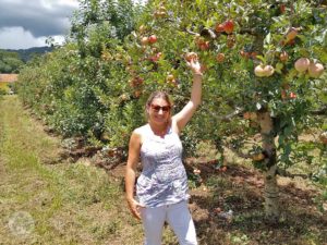 Fazenda de Maçã, Colheita da Maçã