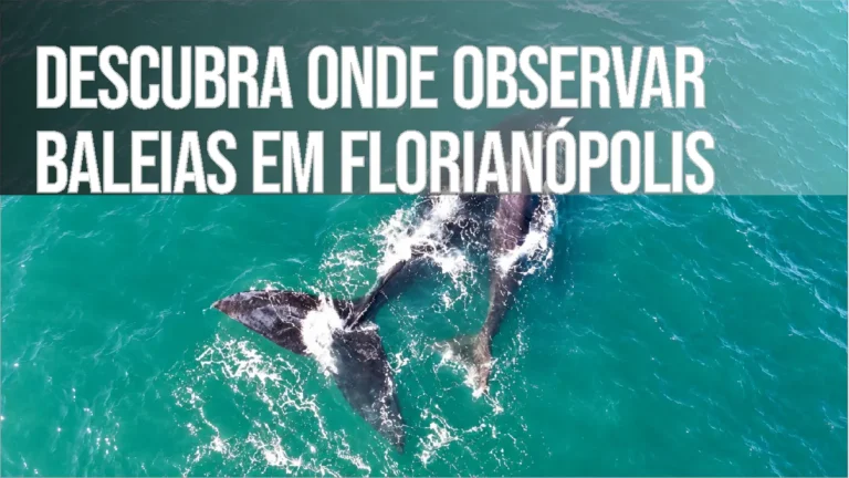 Descubra Onde Observar Baleias em Florianópolis