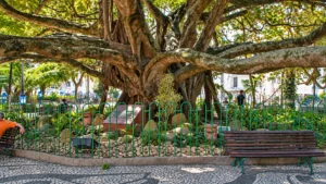 Figueira Centenária da Praça XV Florianópolis