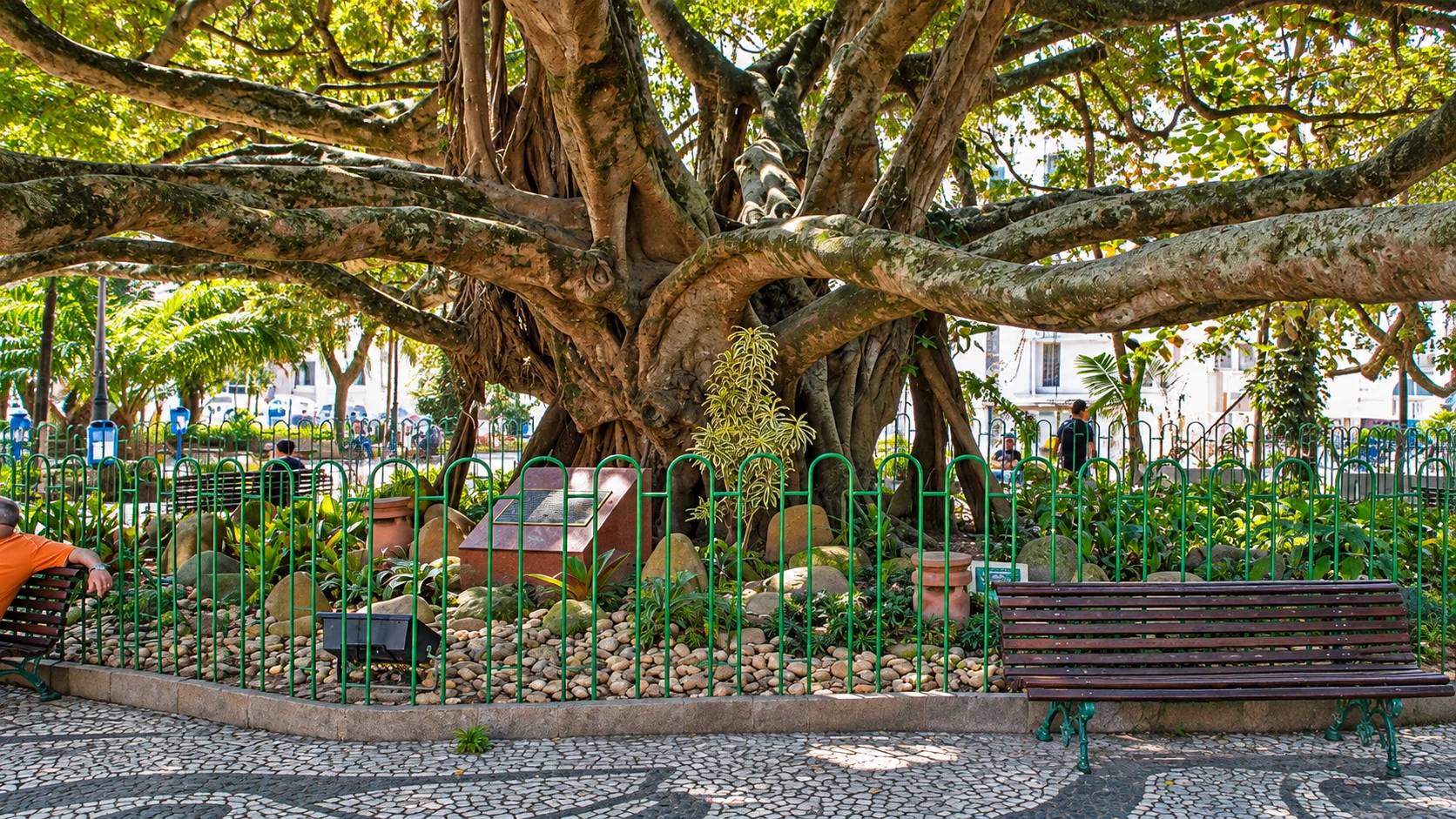 Figueira Centenária na Praça XV de Novembro, em Florianópolis