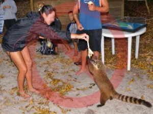 Alimentando Quatis na Ilha do Campeche